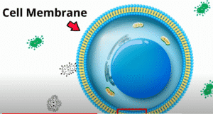 how a cell membrane looks like